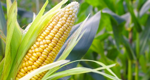 OMS has exciting news! A customer using OMS+ discovered a surprising way to save money: sweetcorn. They caught a cost increase of £60 a month for sweetcorn and are now saving. Join OMS+ and start saving today! #OMSPlus #SweetcornSavings #EveryPennyCounts