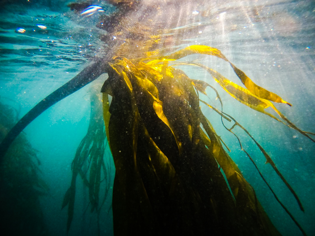 ORKA is excited to launch the Oregon Restorative Kelp Mariculture Project with Builder’s Initiative support. This 3-year pilot, developed with local commercial fishermen, will initiate a restorative bull kelp mariculture project in the waters around Port Orford. #helpthekelp