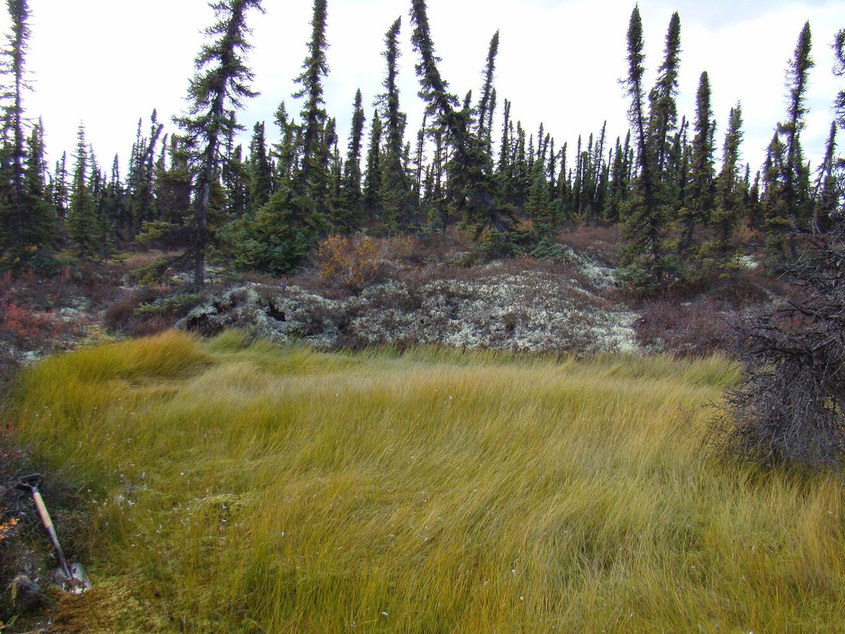 New pub alert! @‌USGS scientists & colleagues @‌uafairbanks recently published work looking at #GHG emissions from Alaskan peatland ecosystems. 

Using more than 10 years of data they observed all ecosystems acting as sources of C02 & CH4. #ClimateR_D 📰ow.ly/6a8t50QtHK8
