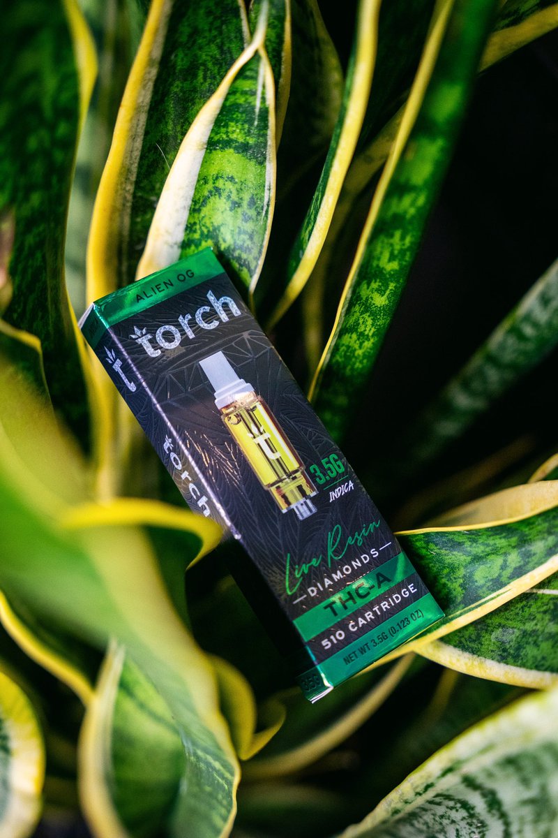 torchhemp's tweet photo. cosmic aromas, earthy notes and an experience that is out of this world 👽 https://t.co/3E7wLQ2vuu