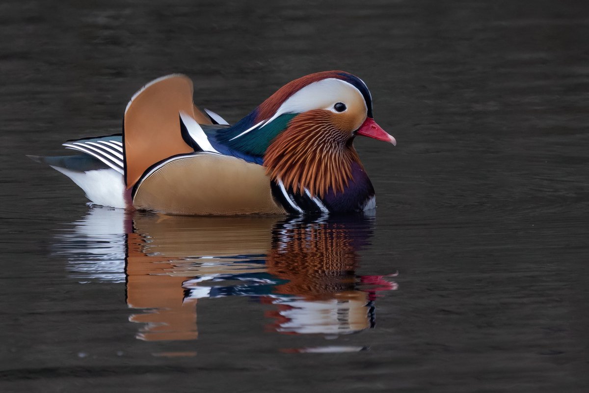 Can't make up my mind on Mandarin Ducks - are they a bit too colourful? 🤔