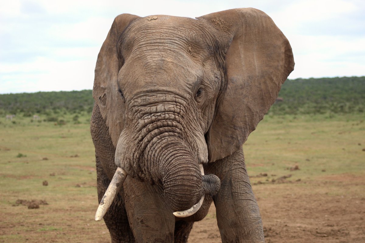 Doing a few poses for our guests: Addo Elephant National Park from The Bolette, Fred Olsen Cruise Liner. #blupebblestours #rouchphotography #addoelephantpark #adventure #visitsouthafrica #unforgetable #wildlife #wildearth #elephant #nature #wildlifephotograpy #naturephotograpy