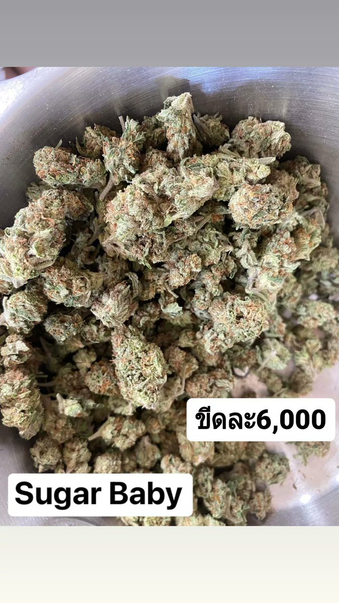 traptrap_31's tweet photo. ดอกsugar baby
ขีดละ6,000
DMมาโลดดด เมาๆเลยครับ
หรือLINE https://t.co/QxbuXwRwhx

#กัญชา #กั��ชาราคาถูก #กัญชาเชียงใหม่ #กัญชากรุงเทพ #กัญชาออแกนิค #กัญชาไฟฟ้า #กัญชารังสิต #กัญชานอก #โคราช #นนทบุรี #ปทุม #ขอนแก่น #CannabisCommunity https://t.co/Af9VWBamj6