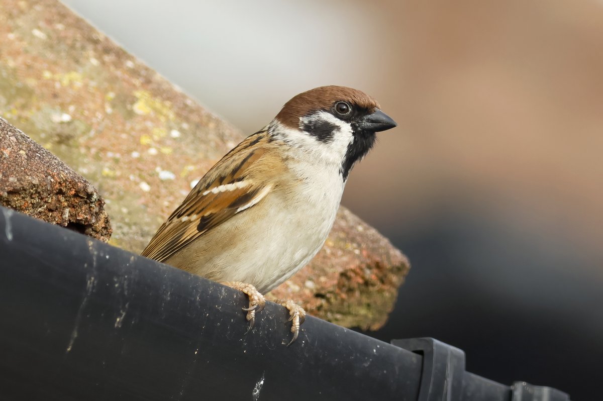 Where have all the Tree Sparrows gone? Not a single record in Cambridgeshire so far this month @CambsBirdClub - hopefully someone has seen one. Are they faring better elsewhere in the country?