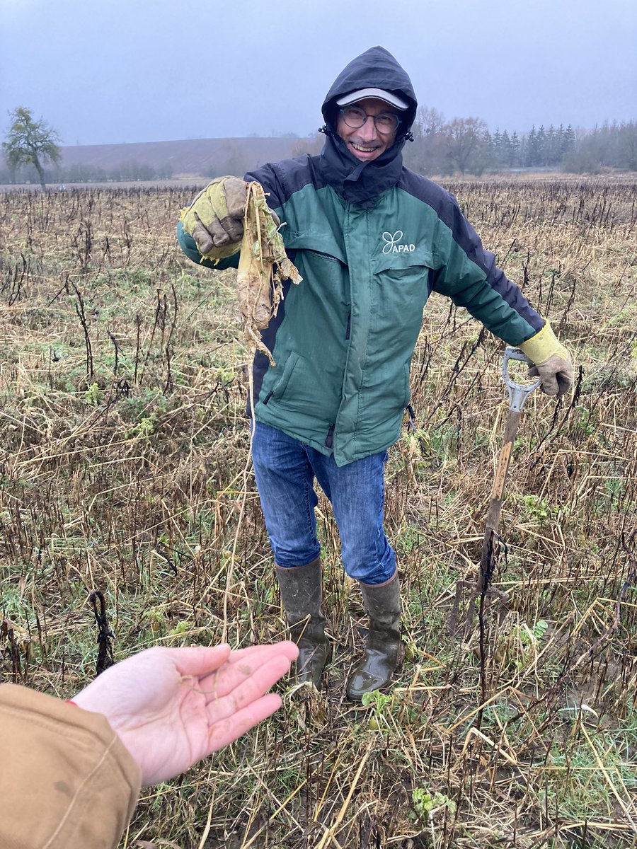 🐌 Deuxième session de formation gestion des limaces en ACS : chez Sophie Poinsignon et Thibaut Fourer a Many (57) présence d’œufs de limaces, notamment dans une parcelle de couverts pâturés par des 🐑 <a href="/ThierryGain/">Thierry Gain</a> <a href="/apad_contact/">APAD</a> #ACS