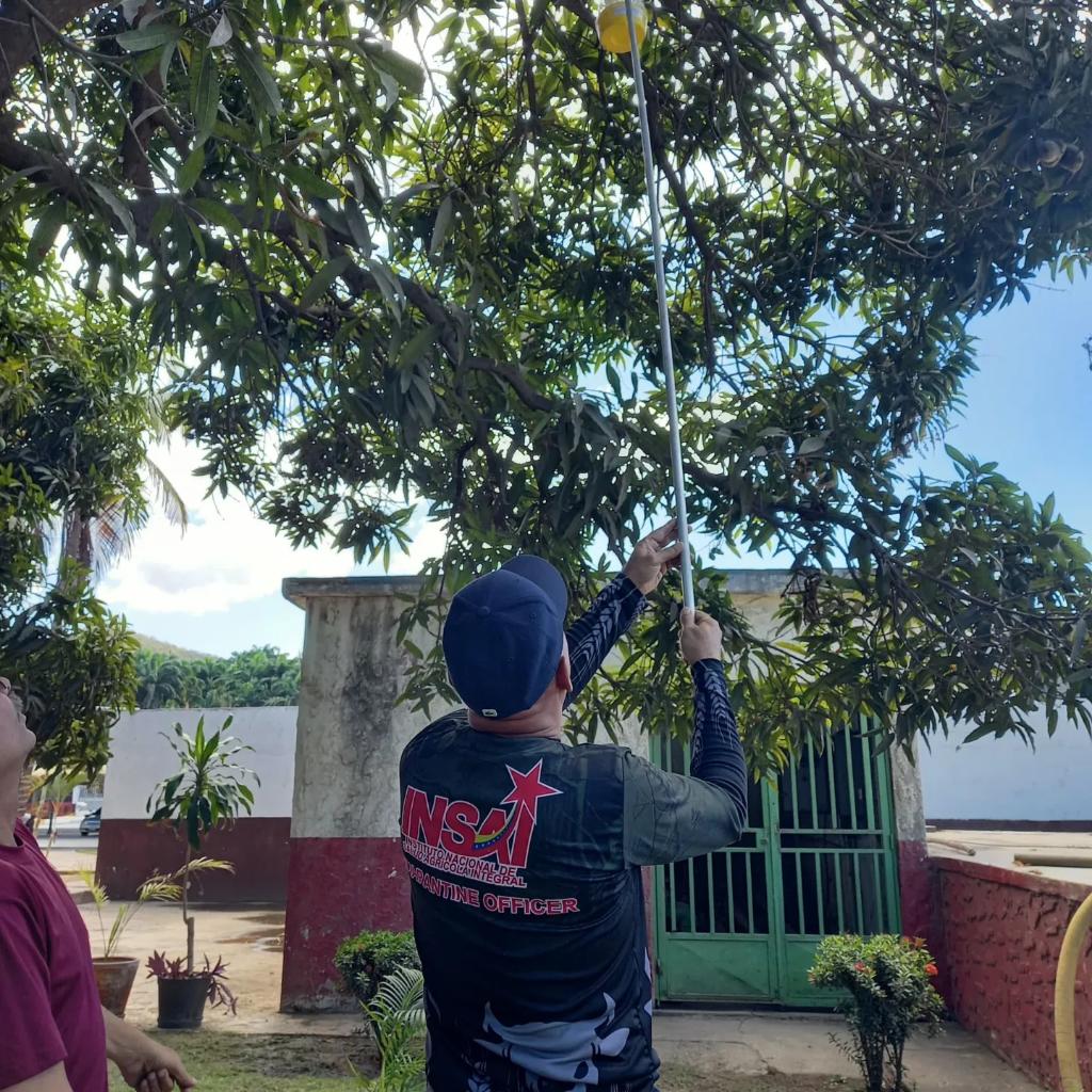 InsaiVeOficial's tweet photo. #DiálogoYDiplomacia
ANZOÁTEGUI 📢
Arrancamos este año con el Lanzamiento del Programa para la Prevención, Detección, Manejo y Control de Moscas de la Fruta, en Puerto de Guanta, para amplificar áreas libres, y potenciar nuevos puertos de Exportación.
@nicolasmaduro
@wcastropsuv https://t.co/j80iLSLLnq