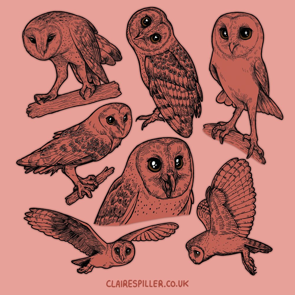 Barnie studies 🦉💚