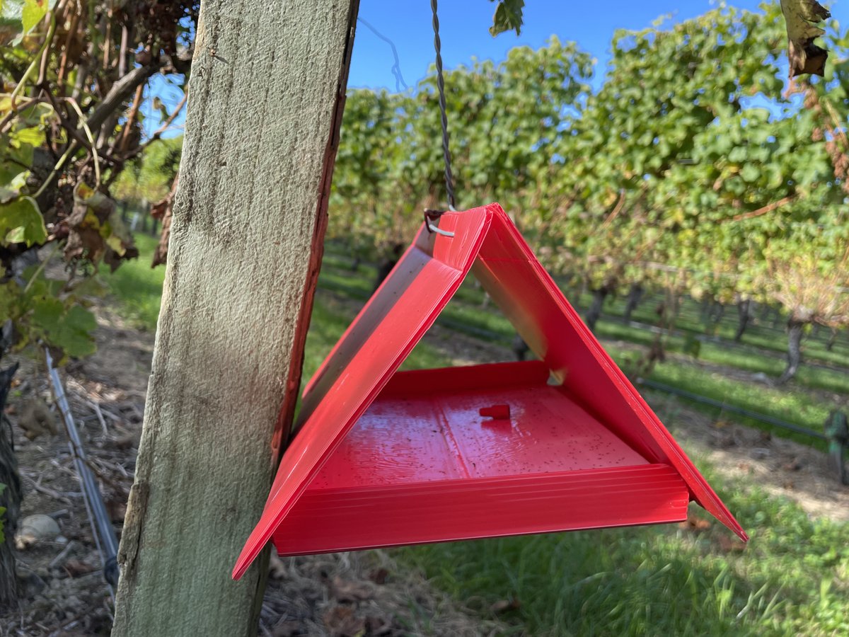 Counting mealybugs from sample leaves is a time-consuming process to assess mealybug pressure in vineyards. Yet, understanding the population pressure is critical for an effective crop protection programme. DESIRE mealybug lures and traps make it easier. bit.ly/42g5MT6
