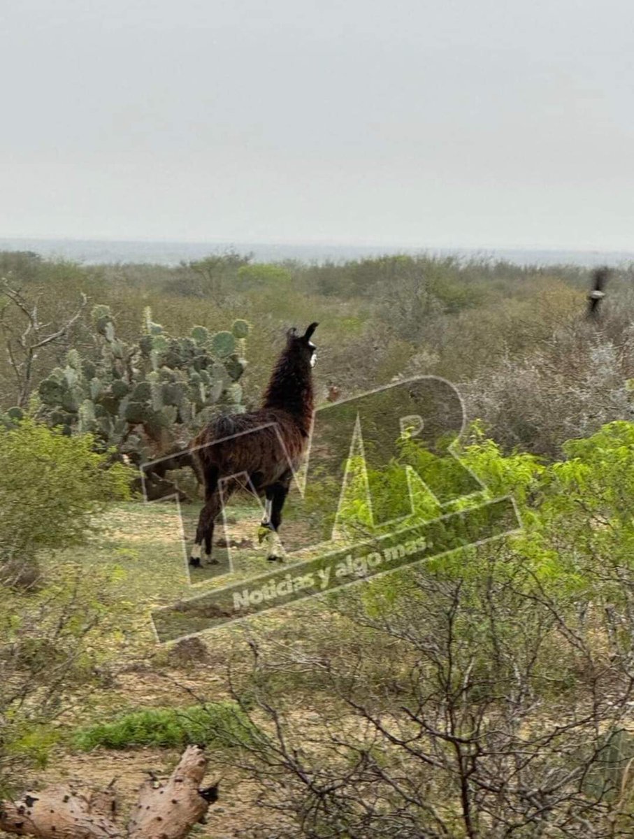 nelvaldez's tweet photo. 😮 Captan a una llama en libertad en un tramo carretero de China #NuevoLeon 

📸 Vía TVR Linares https://t.co/J9PaacctiA