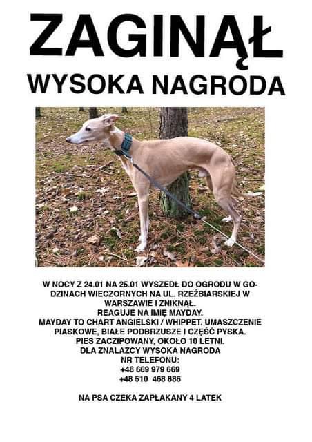 Czytelnik prosi o pomoc. Zaginął piesek. W domu czeka na niego zrozpaczony 4-latek. Proszę o udostępnienie!