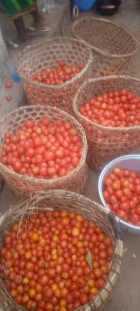 Yerimabanga's tweet image. Quelques résultats de l'ISAAC: Production de tomates biologiques  de notre étudiante Sandy. Elle fait le kilo à 1250 fr seulement. Passez vos commandes svp. Ce serait une manière de la soutenir et de l'encourager à aller de l'avant @IsaacUcac #UCAC @FAOAfriqueCent @UEDouglasCarp