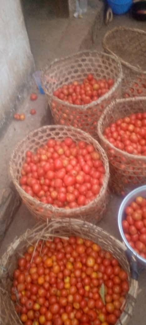 Yerimabanga's tweet image. Quelques résultats de l'ISAAC: Production de tomates biologiques  de notre étudiante Sandy. Elle fait le kilo à 1250 fr seulement. Passez vos commandes svp. Ce serait une manière de la soutenir et de l'encourager à aller de l'avant @IsaacUcac #UCAC @FAOAfriqueCent @UEDouglasCarp