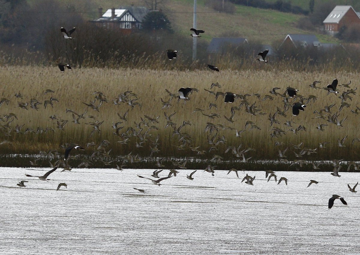 Stuart Line Cruises (@stuartlineexm) on Twitter photo Weather was again kind to us today on our guided Birdwatching Cruise which always helps to see our overwintering birds at their best... Highlights Great Northern Diver and thousands of birds across the Estuary capped by 8 Eiders off Exmouth Marina <a href="/VisitDevon/">Visit Devon</a> <a href="/RSPBExeEstuary/">RSPB Exe Estuary & Darts Farm</a> Weather was again kind to us today on our guided Birdwatching Cruise which always helps to see our overwintering birds at their best... Highlights Great Northern Diver and thousands of birds across the Estuary capped by 8 Eiders off Exmouth Marina <a href="/VisitDevon/">Visit Devon</a> <a href="/RSPBExeEstuary/">RSPB Exe Estuary & Darts Farm</a>
