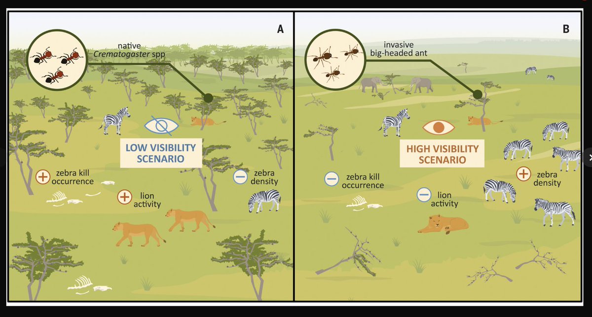 🚨🚨Our latest pub in <a href="/ScienceMagazine/">Science Magazine</a>  on the disruption of an ant-plant mutualism that reverberated through elephants to affect lion predation on zebra and buffalo!🚨🚨
science.org/doi/10.1126/sc…

thanks to <a href="/otistrout/">Todd Palmer</a> <a href="/ClaytonTLamb/">Clayton Lamb</a> <a href="/OlPejeta/">Ol Pejeta</a> and many non twitterers!