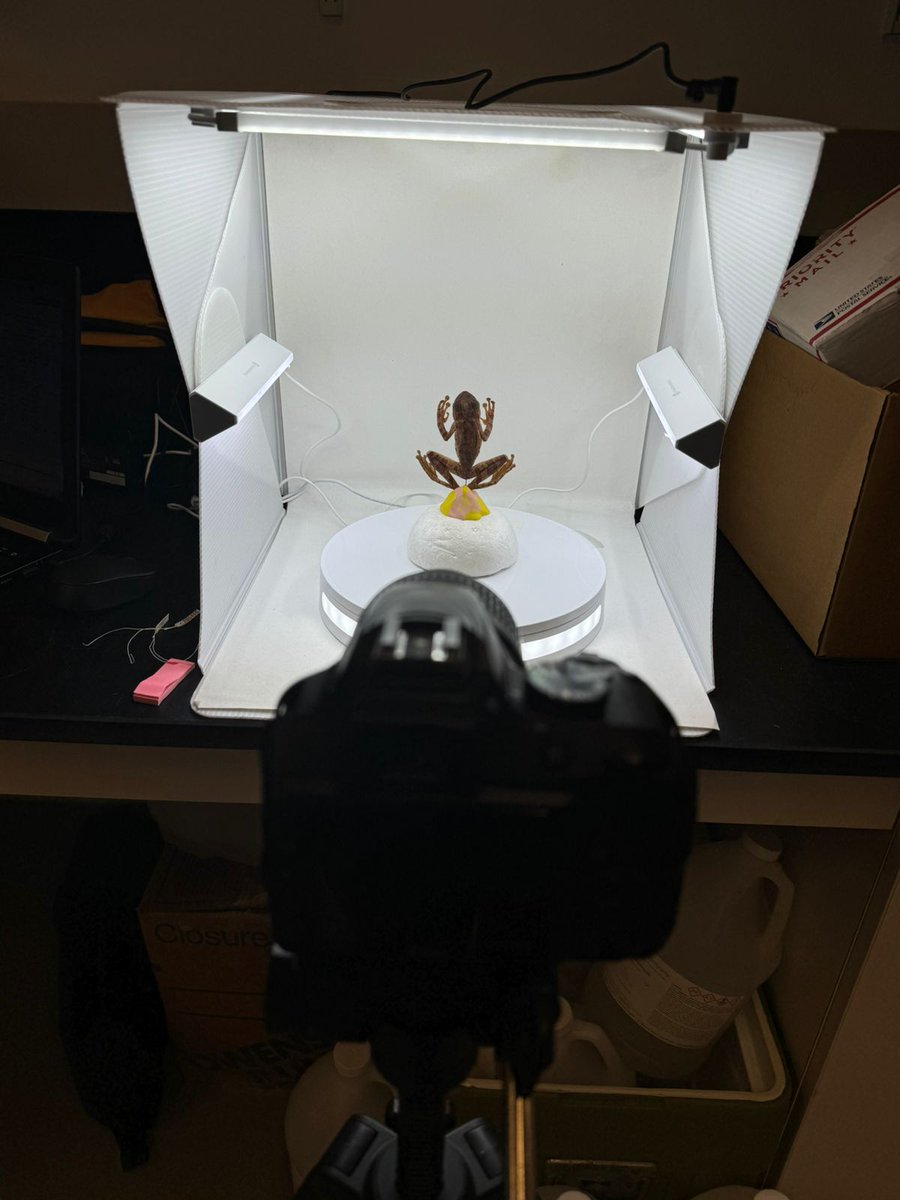 In another museum, other specimens from other locations collected in other years. More morphological data of Osteocephalus taurinus. Let's finish this PhD. 🐸💪
<a href="/yalepeabody/">Yale Peabody Museum</a> @MunozLabYale <a href="/kunhm/">KU Natural History Museum</a>