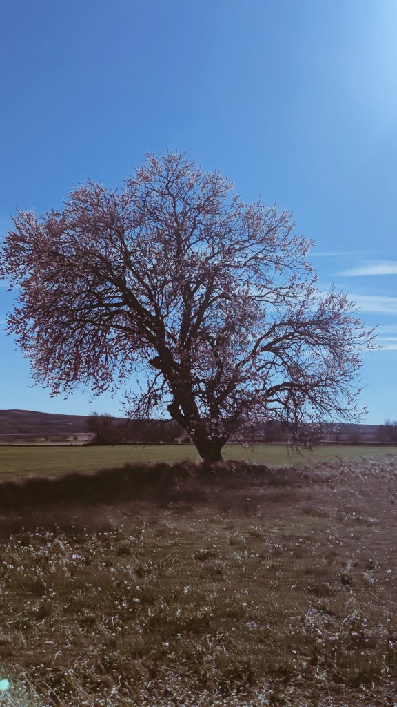 MeteoLoscos's tweet photo. Estamos cumpliendo OCHO AÑOS con datos online desde #Loscos.
Hoy hemos tenido una máxima de 21º.
Y los #almendros ya están empezando a mostrar la flor.
Huele a #primavera, aunque aún queda mucho. @AEMET_Aragon
@TeruelMeteo @eltiempo_atv https://t.co/v5tcdbfiUb