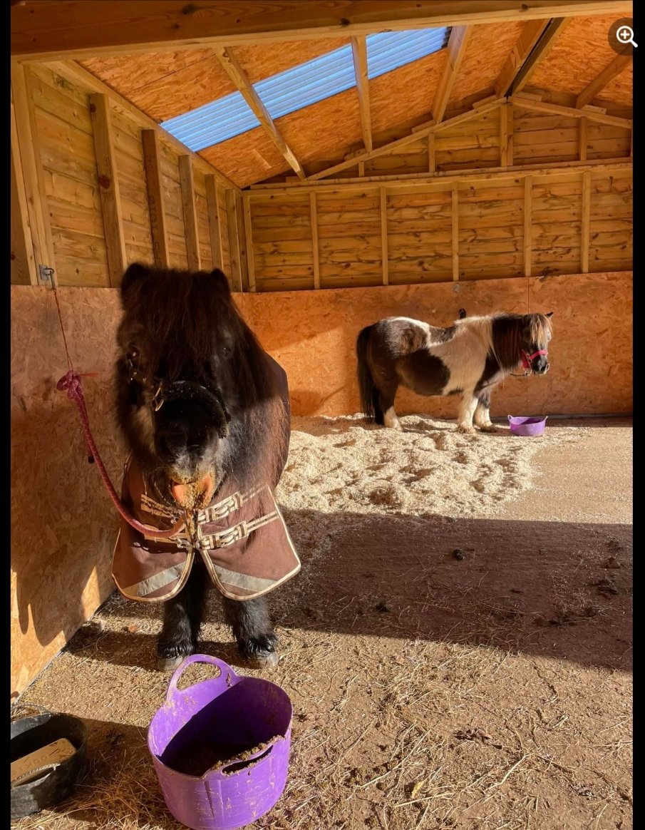 francewitch's tweet image. MORE DEVASTATING NEWS 😥. After Pepsi, 34, here with his tongue out, passed from colic and tumours..his beloved oldie girlfriend January passed yesterday with colic and tumours 😞. I'm gutted, I literally sponsored January yesterday. They will run free together. #ponyhour #colic