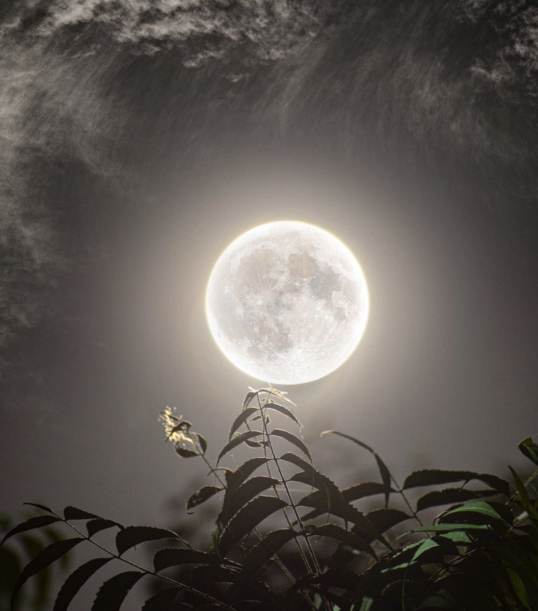 M1ONLOVER's tweet photo. First Full Wolf Moon of 2024 🐺 https://t.co/8byzTLdEJg