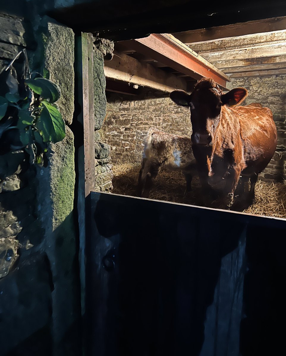 Buttercup 🐄 the house cow getting a massage from Maple 🐴 whilst being milked, then back to her calf Pansy 🐄 #cow #horse #selfsufficient