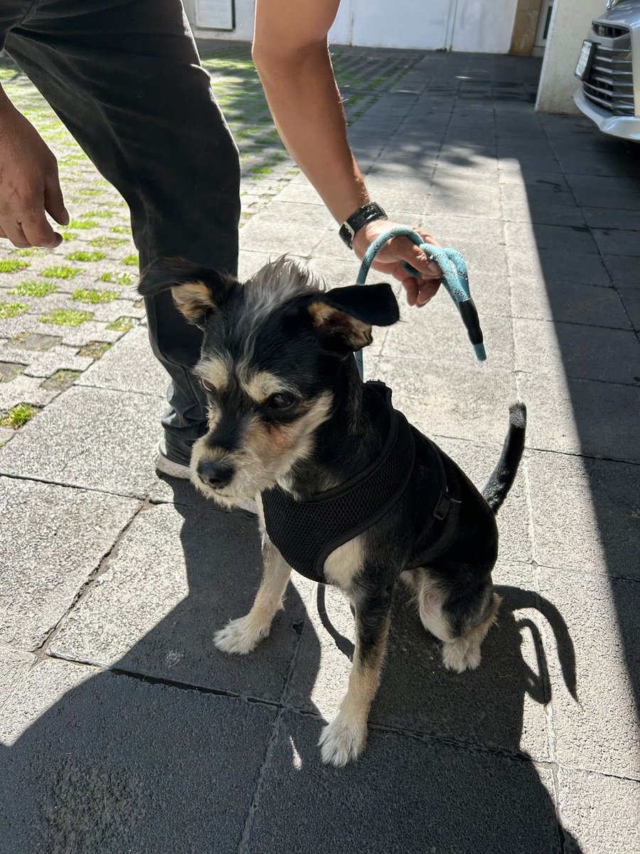 @RomaPets tweet media