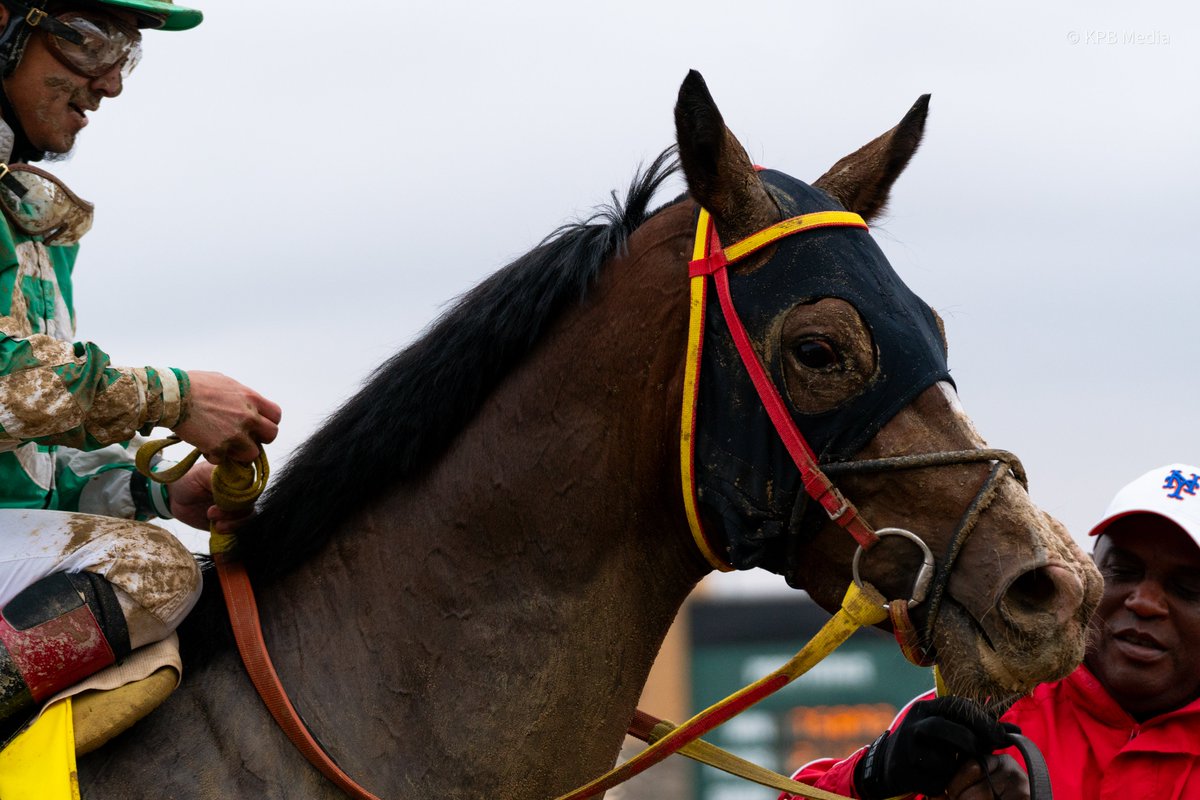 ChampsTrack's tweet photo. Champion Indiana Sired 2YO Male, Cringe. Cringe is sired by Taprize out of the winning Sharp Humor mare Joeylla. He won 2 of 3 starts in 2023, concluding the season with an easy victory in the Crown Ambassador Stakes. Congratulations to all connections! ๐ #INDBred #INDSired https://t.co/GTXdzbgPz8