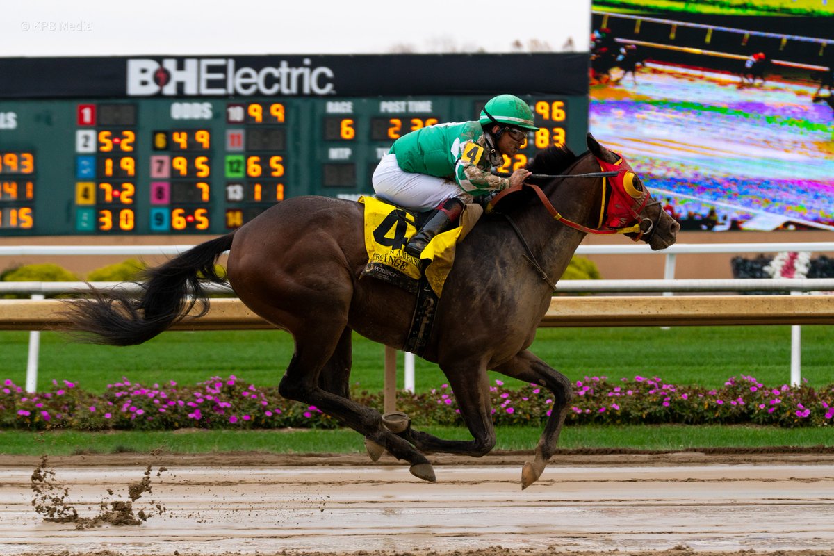 ChampsTrack's tweet photo. Champion Indiana Sired 2YO Male, Cringe. Cringe is sired by Taprize out of the winning Sharp Humor mare Joeylla. He won 2 of 3 starts in 2023, concluding the season with an easy victory in the Crown Ambassador Stakes. Congratulations to all connections! ๐ #INDBred #INDSired https://t.co/GTXdzbgPz8