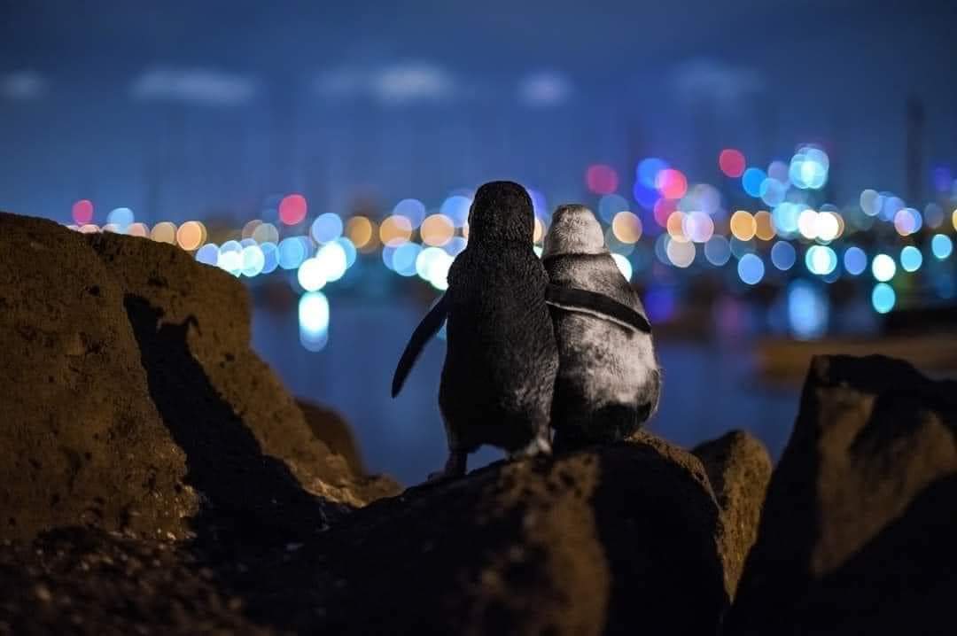 Due pinguini vedovi 🐧🐧

I biologi li hanno seguiti mentre
loro s'incontrano ogni sera.
Stanno insieme per ore a guardare le luci.

📷 Tobias Baumgaertner
       skyline di Melbourne

La foto ha vinto il premio agli Ocean Photography Awards 2020 della rivista Oceanographic