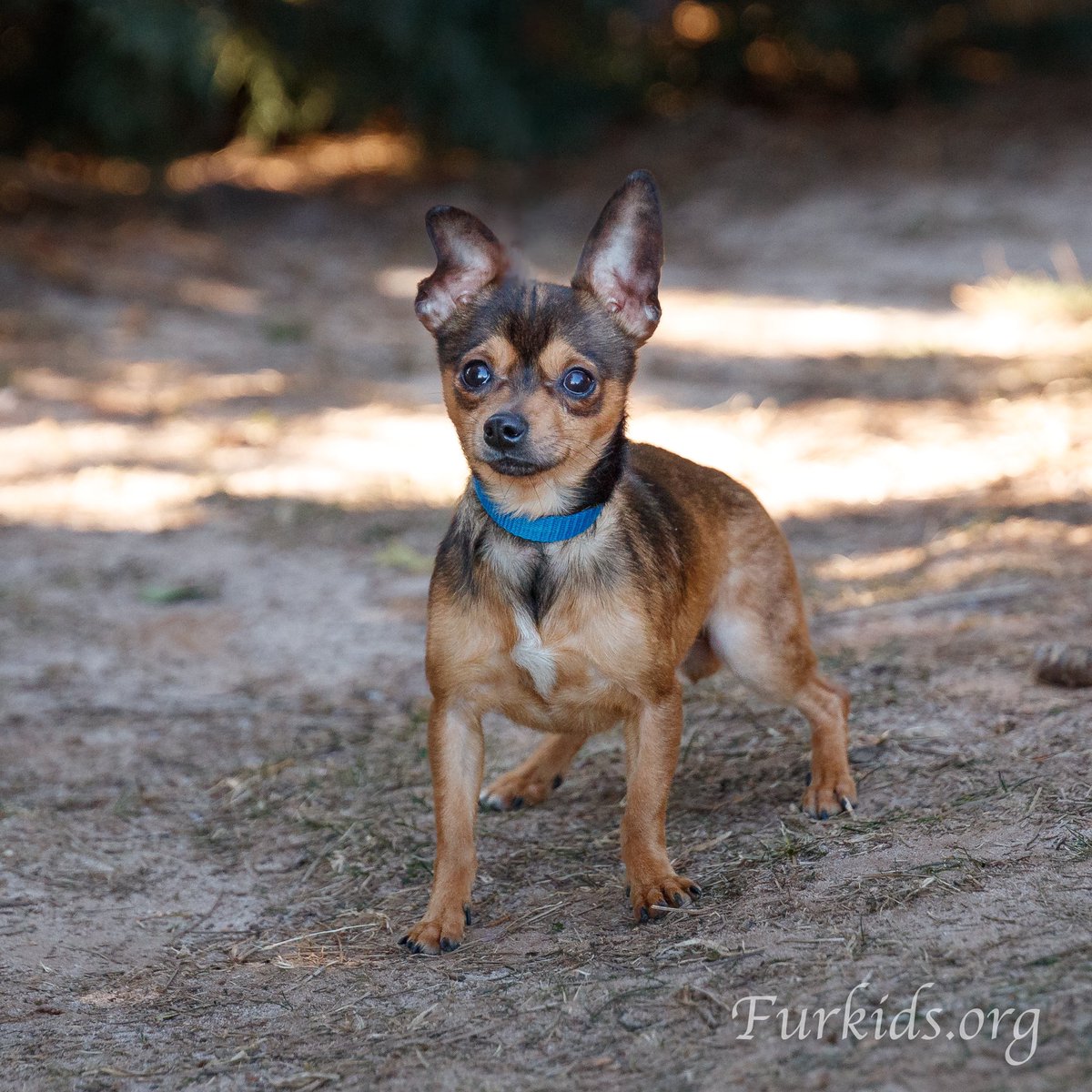 WeRateDogs tweet media