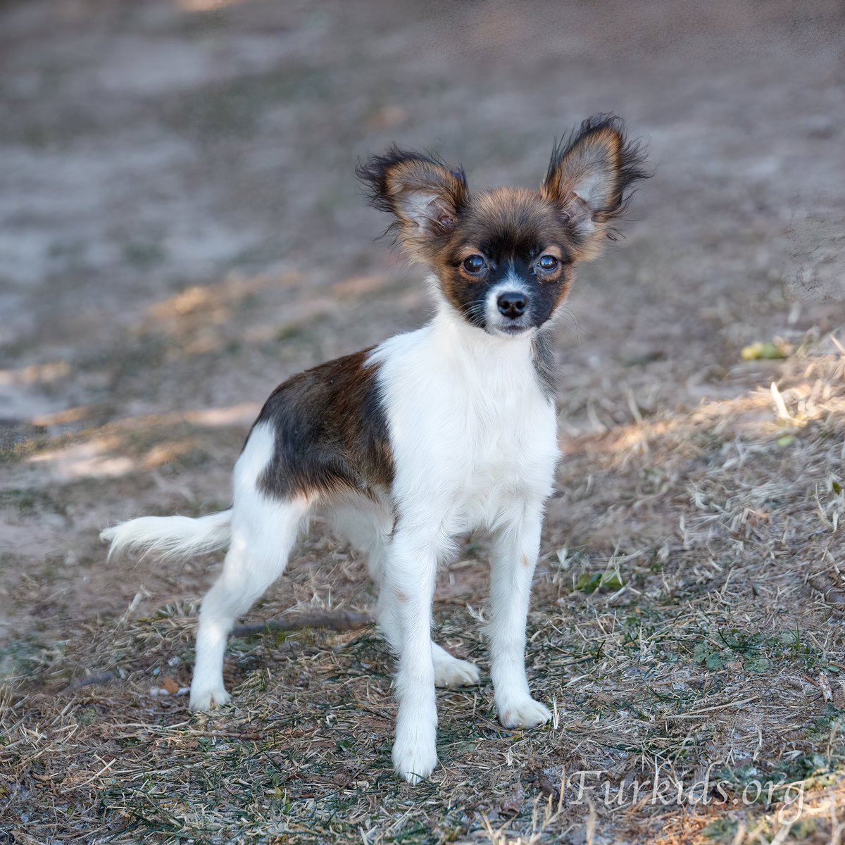 WeRateDogs tweet media