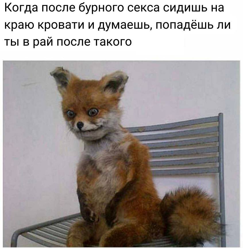 LisKin14's tweet photo. Вдруг вы не знали, что @MadBridegroom пишет охрененный русреальный оридж про пенсионера, который занимается проституцией.

А если знали, то предлагаю вашему вниманию тред «Сюжетные ходы «Легенды о старике» в мемах разной степени всратости зачёркнуто приличия» https://t.co/PT2Ei18ka5