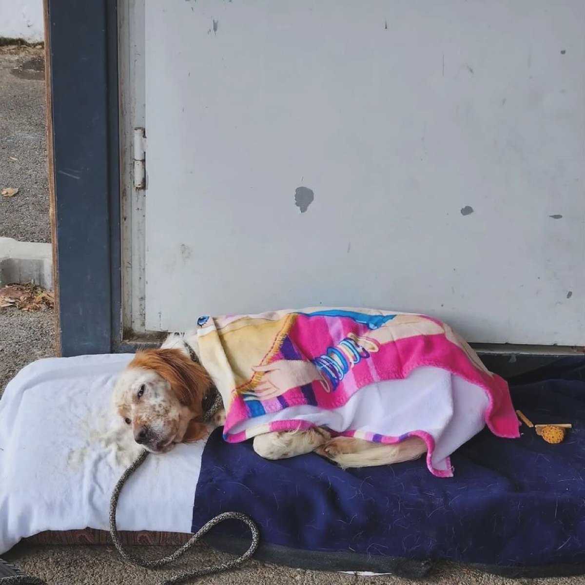 Melek gibi,bakımevinde çok üşüyen güzel kıza çok acil geçici/kalıcı yuva arıyoruz. 
Onu ailesine katacak kişi çok şanslı. 
Uslu,akıllı,çok genç,kedi köpekle dost,naif kızımızı lütfen paylaşalım. 

Instagram  <a href="/snmyldrm/">Sinem Yıldırım</a> 

#SokakHayvanlarıSahipsizDeğil 
#sondakika #istanbul