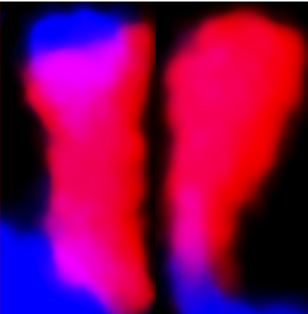 usfs_srs's tweet photo. American-Chinese hybrid chestnuts are viable so people have assumed their genomes are similar. 

But new research reveals major differences in a key region of their chromosomes - visible as the blue tip on the left chromosome. 

Read more in #CompassLive: https://t.co/5BAtffq819 https://t.co/hRAbP01wM9