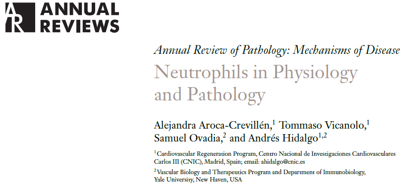 Andrés Hidalgo (@andrshidalgo16) on Twitter photo Just out today, <a href="/AnnualReviews/">Annual Reviews</a> publishes our review on all things #Neutrophil, from origin and development, to diversity and roles in #CVD and #cancer.
This has been lead with a dream-team of students in the lab: <a href="/Aleejandra__/">Alejandra Aroca</a> <a href="/TVicanolo/">Tommaso Vicanolo</a> <a href="/ovadia_samuel/">Samuel Ovadia</a> Just out today, <a href="/AnnualReviews/">Annual Reviews</a> publishes our review on all things #Neutrophil, from origin and development, to diversity and roles in #CVD and #cancer.
This has been lead with a dream-team of students in the lab: <a href="/Aleejandra__/">Alejandra Aroca</a> <a href="/TVicanolo/">Tommaso Vicanolo</a> <a href="/ovadia_samuel/">Samuel Ovadia</a>