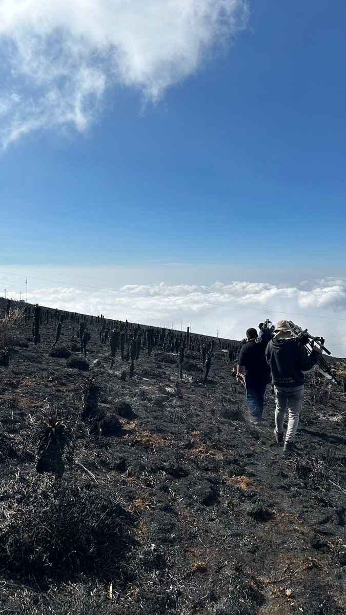 NoticiasCaracol's tweet image. #Atención | Una imagen que duele mucho: así quedó el valle de los frailejones, en el Páramo de Berlín, en Santander, tras devastador incendio forestal. Recuperar esta fábrica de agua para Colombia será, advierten expertos, casi imposible.

Más en noticiascaracol.com