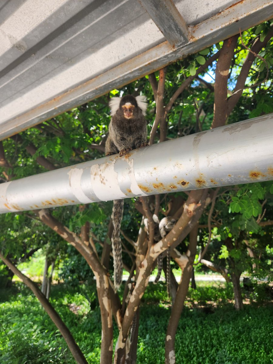 QuimioNa's tweet photo. Macaquinho vida mança 🛐 https://t.co/HEgoBGxtU2