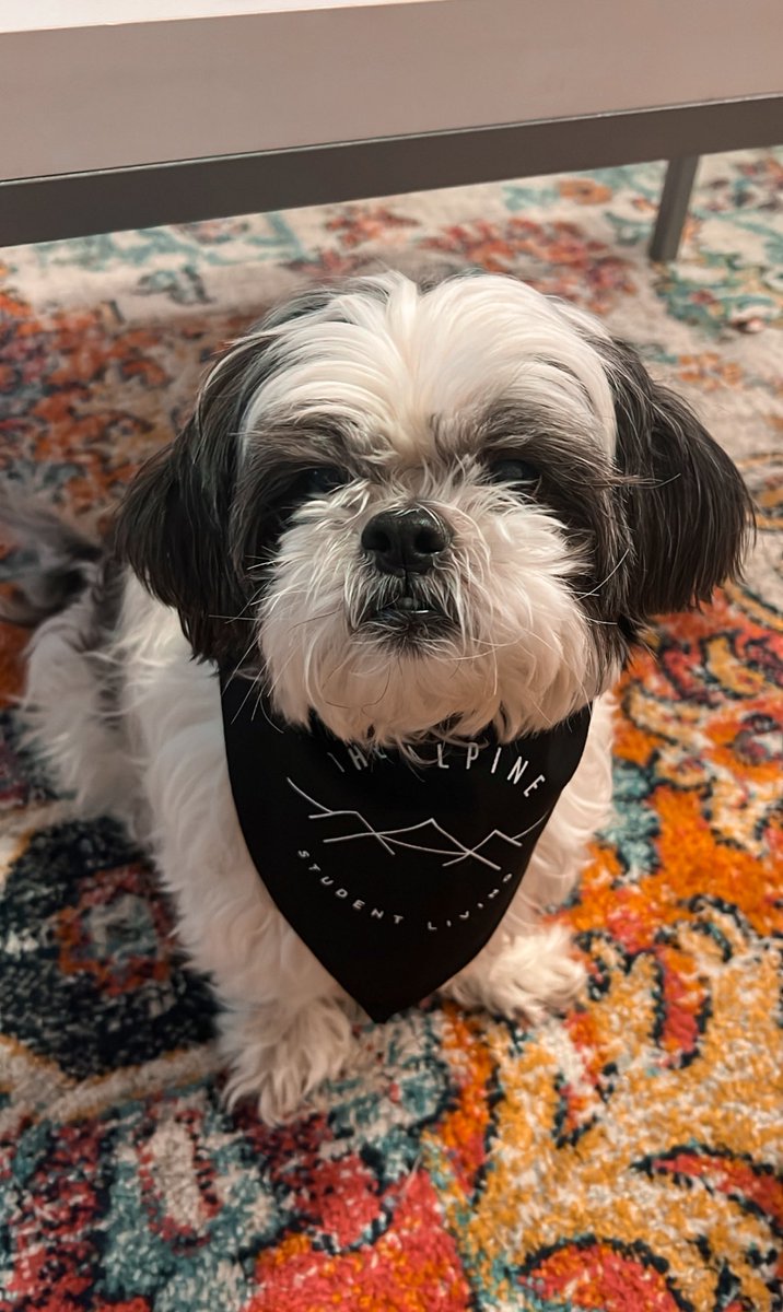 The Alpine Allendale tweet media