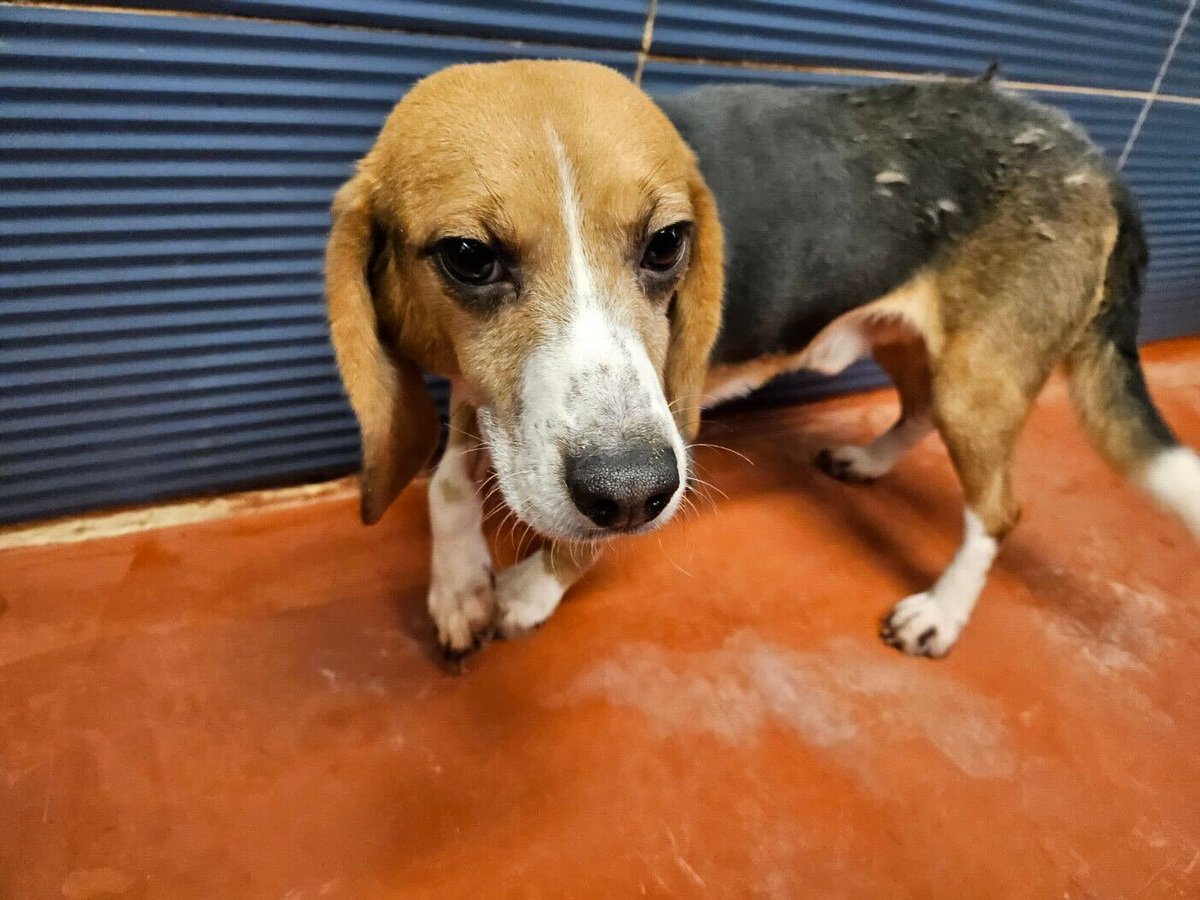 freeradicalpunk's tweet image. Two male Beagles arriving in Los Angeles today from South Korea. Rescued from the dog meat industry or whatever it&apos;s called. They need adopters. If interested DM for more info. #BeagleFreedomProject #BeagleRescue