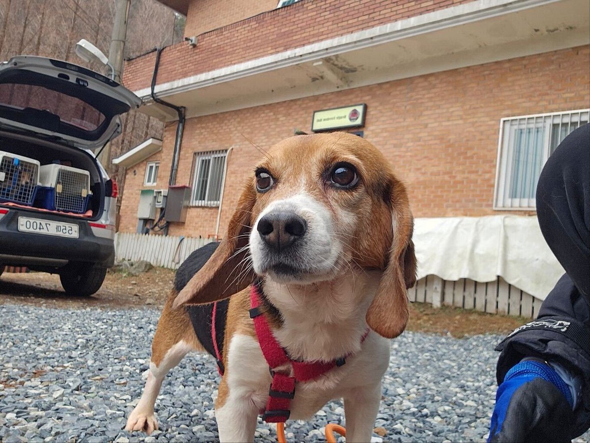 freeradicalpunk's tweet image. Two male Beagles arriving in Los Angeles today from South Korea. Rescued from the dog meat industry or whatever it&apos;s called. They need adopters. If interested DM for more info. #BeagleFreedomProject #BeagleRescue