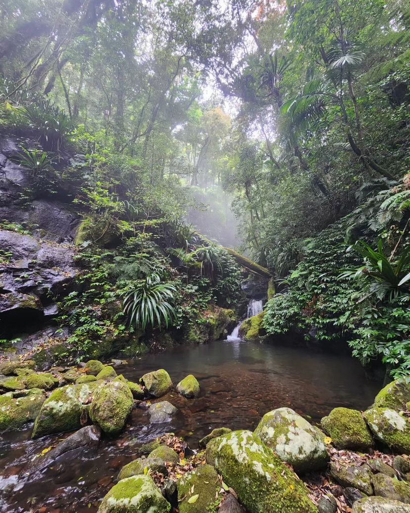 TOOLONA CREEK CIRCUIT!
This spectacular 17.4km circuit crosses Toolona Creek
several times & takes you to several small waterfalls
in the narrow Toolona Gorge.
Lamington National Park
GOLD COAST
@thelifeof_riley
#destgc #circuit #creek #waterfalls #gorge #LamingtonNationalPark