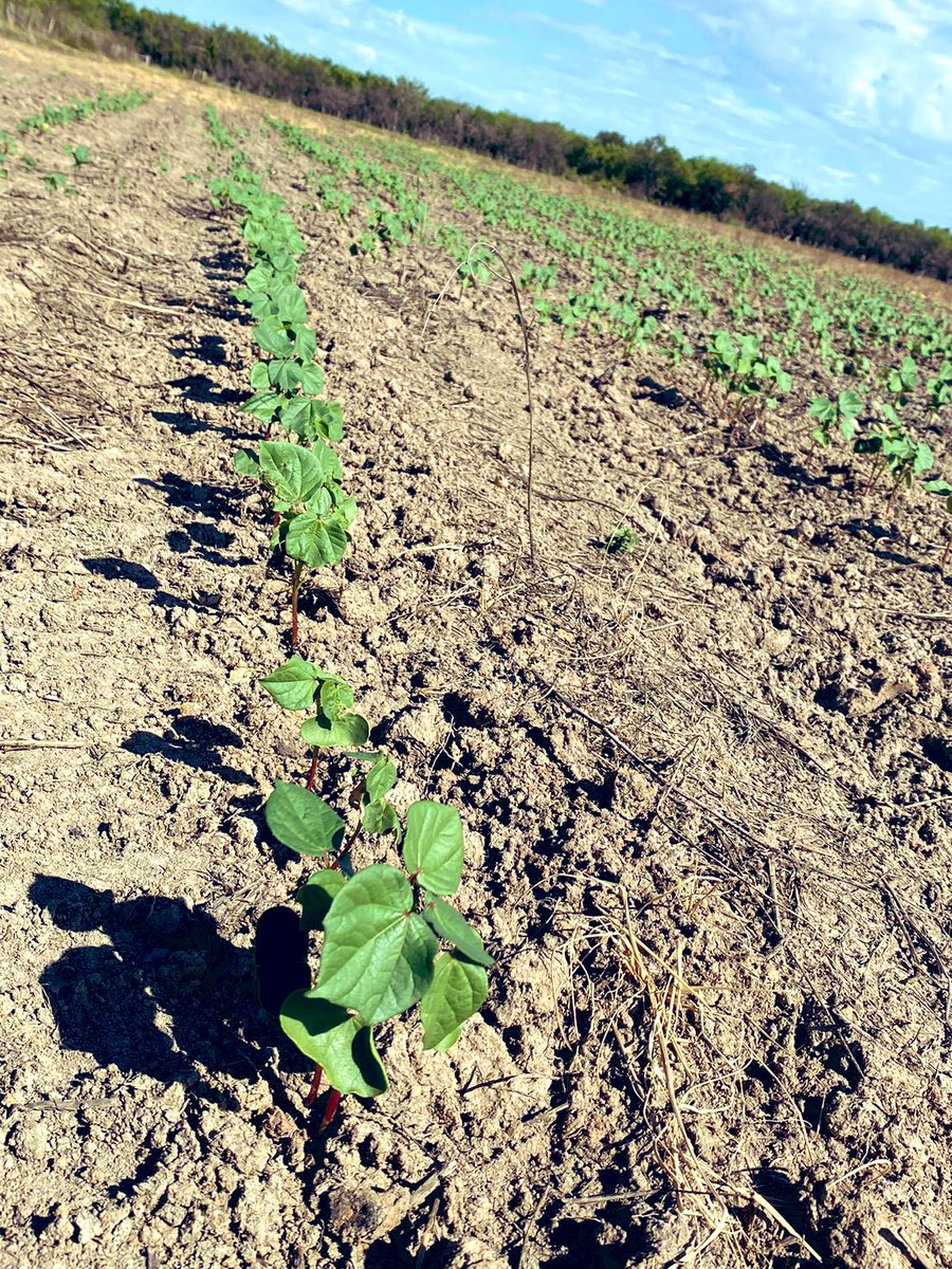 dgbenedettini's tweet image. #Algodon