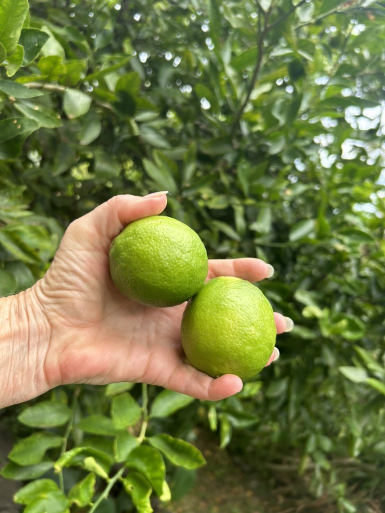 slsandpet's tweet image. My tree is covered in limes