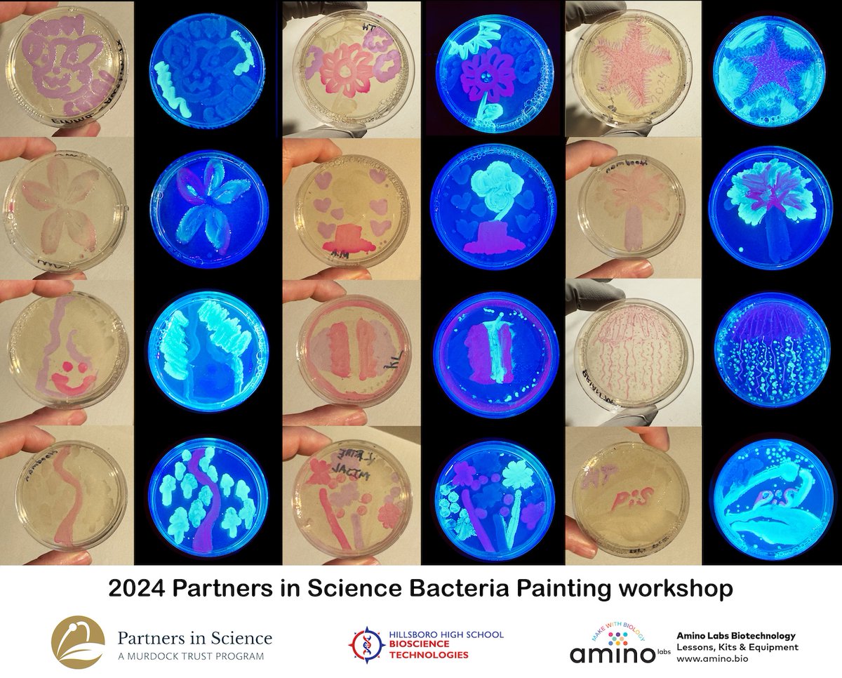Amino Labs (@aminobiolab) on Twitter photo 🔬✨ Inspiring creativity in science education! Science teachers unleashed their artistic side during the Partners In Science Program workshop, creating stunning bacteria art #agarart that showcases the fusion of science and art. #ScienceMeetsArt #STEMEducation <a href="/MurdockTrust/">Murdock Trust</a> 🔬✨ Inspiring creativity in science education! Science teachers unleashed their artistic side during the Partners In Science Program workshop, creating stunning bacteria art #agarart that showcases the fusion of science and art. #ScienceMeetsArt #STEMEducation <a href="/MurdockTrust/">Murdock Trust</a>