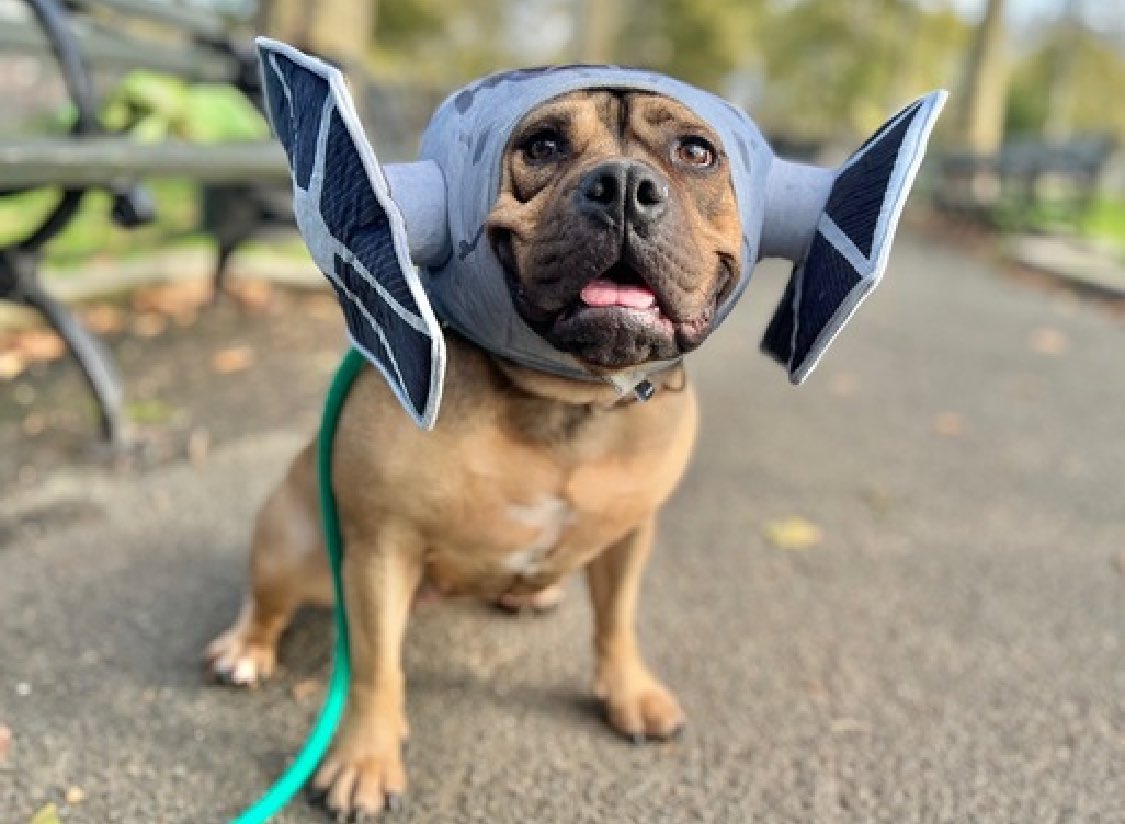 TomJumboGrumbo's tweet image. Take a look at Ruby 179124&apos;s variety of photo poses and you can tell what kind of gorgeous she is. Her family was evicted and after waiting since August, she&apos;s now TBK Saturday. Four years old and her family stated she’s stranger, kid, dog and CAT friendly - she&apos;s a keeper.…