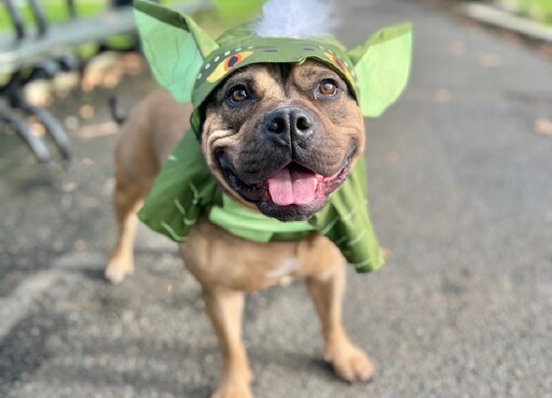 TomJumboGrumbo's tweet image. Take a look at Ruby 179124&apos;s variety of photo poses and you can tell what kind of gorgeous she is. Her family was evicted and after waiting since August, she&apos;s now TBK Saturday. Four years old and her family stated she’s stranger, kid, dog and CAT friendly - she&apos;s a keeper.…