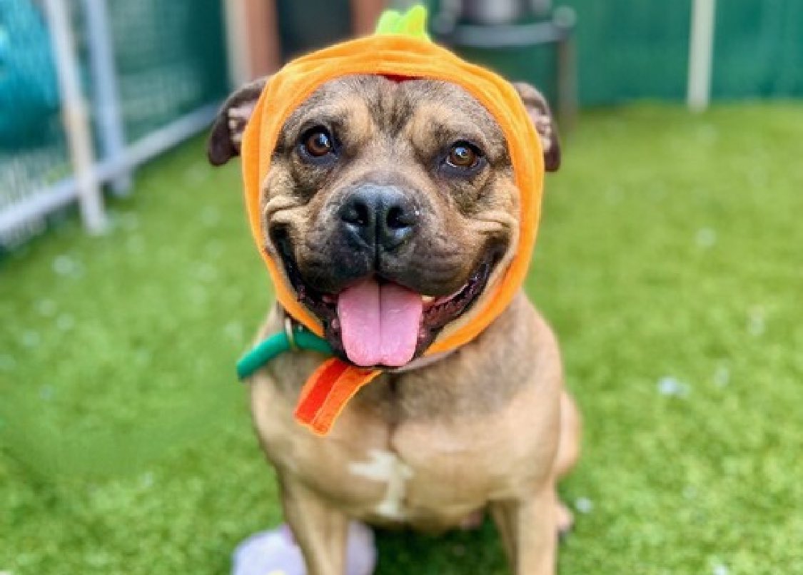 TomJumboGrumbo's tweet image. Take a look at Ruby 179124&apos;s variety of photo poses and you can tell what kind of gorgeous she is. Her family was evicted and after waiting since August, she&apos;s now TBK Saturday. Four years old and her family stated she’s stranger, kid, dog and CAT friendly - she&apos;s a keeper.…