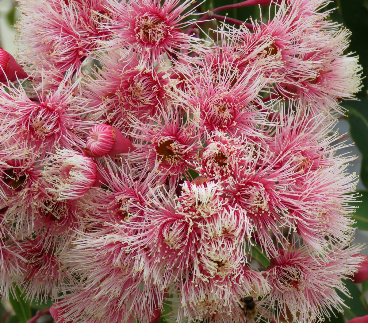 Corymbia ficifolia 'Fairy Floss'  
Cultivar of the red-flowering gum from the south of Western Australia

#Corymbia #ozplants