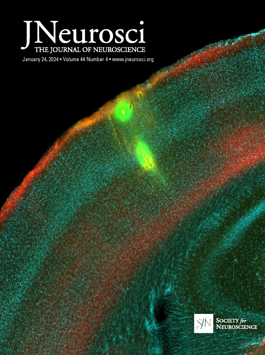 tylab_official's tweet photo. Excited to see our research featured on the cover of the Journal of Neuroscience! Our recent paper (@M_kawatni et al.) shows how spontaneous movement impacts on the somatosensory cortex. 
Paper: https://t.co/0a1IYUhjx1 https://t.co/jKwdM53dzJ
