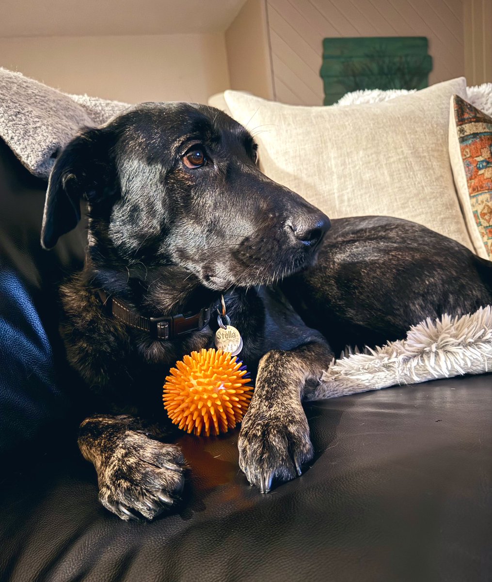 My Stella and her ball 🖤