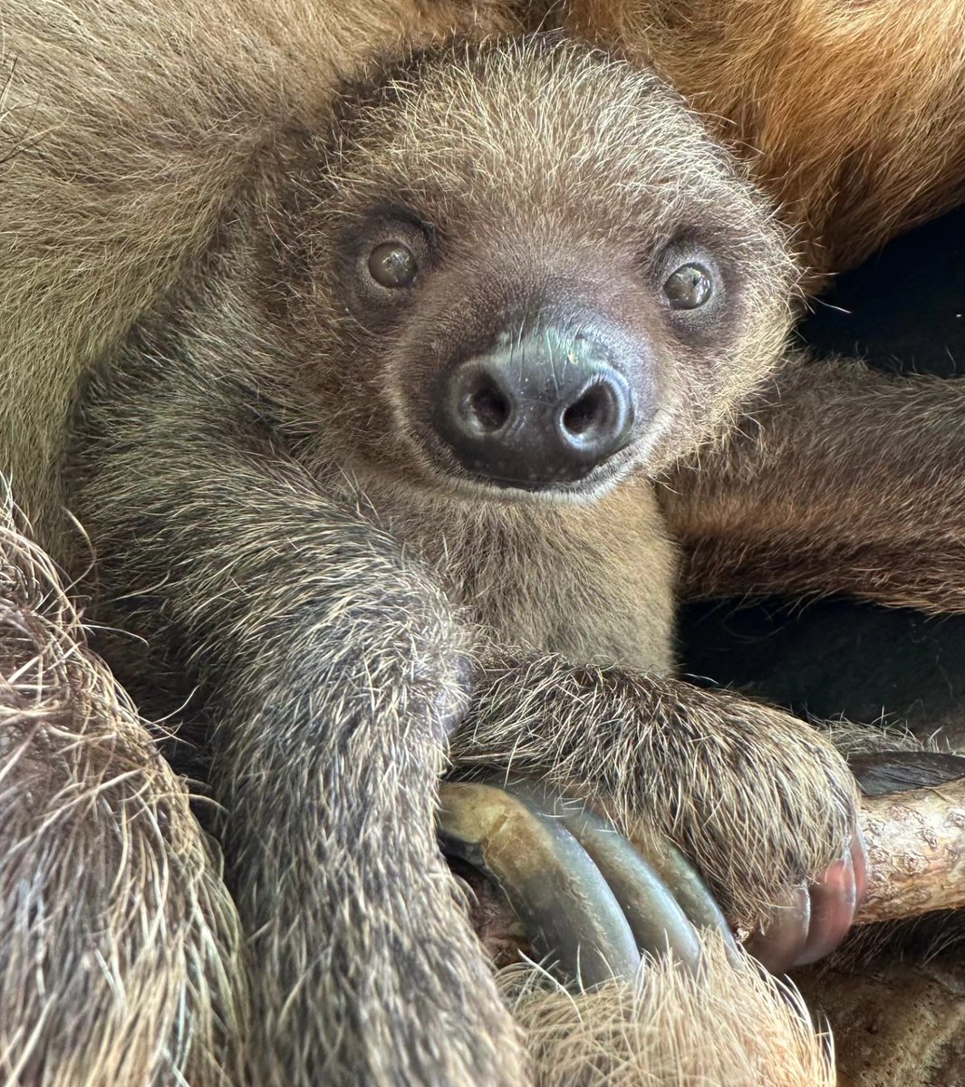 Could this little furball BE any cuter? Asking for a friend (who is definitely us). Come say hi to Jeffrey and all his rainforest pals during our half-price winter days! It's the perfect chance to warm up with some jungle cuteness.