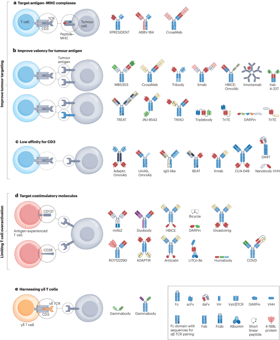 New immune cell engagers for cancer immunotherapy dlvr.it/T1tKWV
